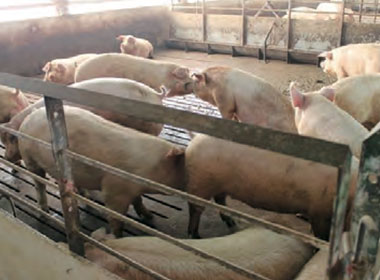 広い豚房で約40頭を飼育